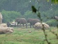 African Elephants in the rain (2)